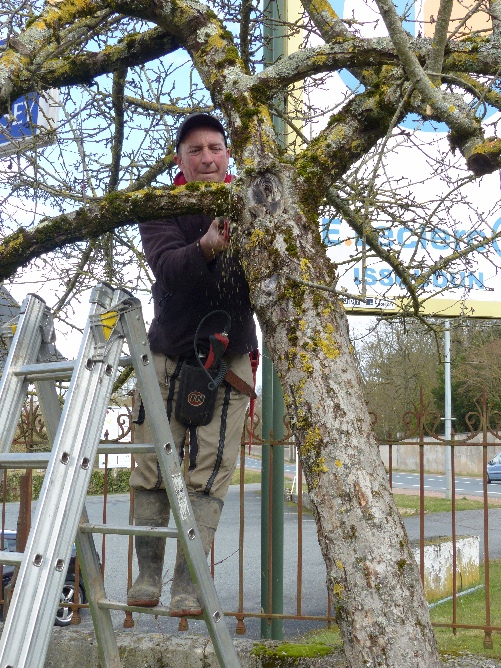 sciage d'une grosse branche